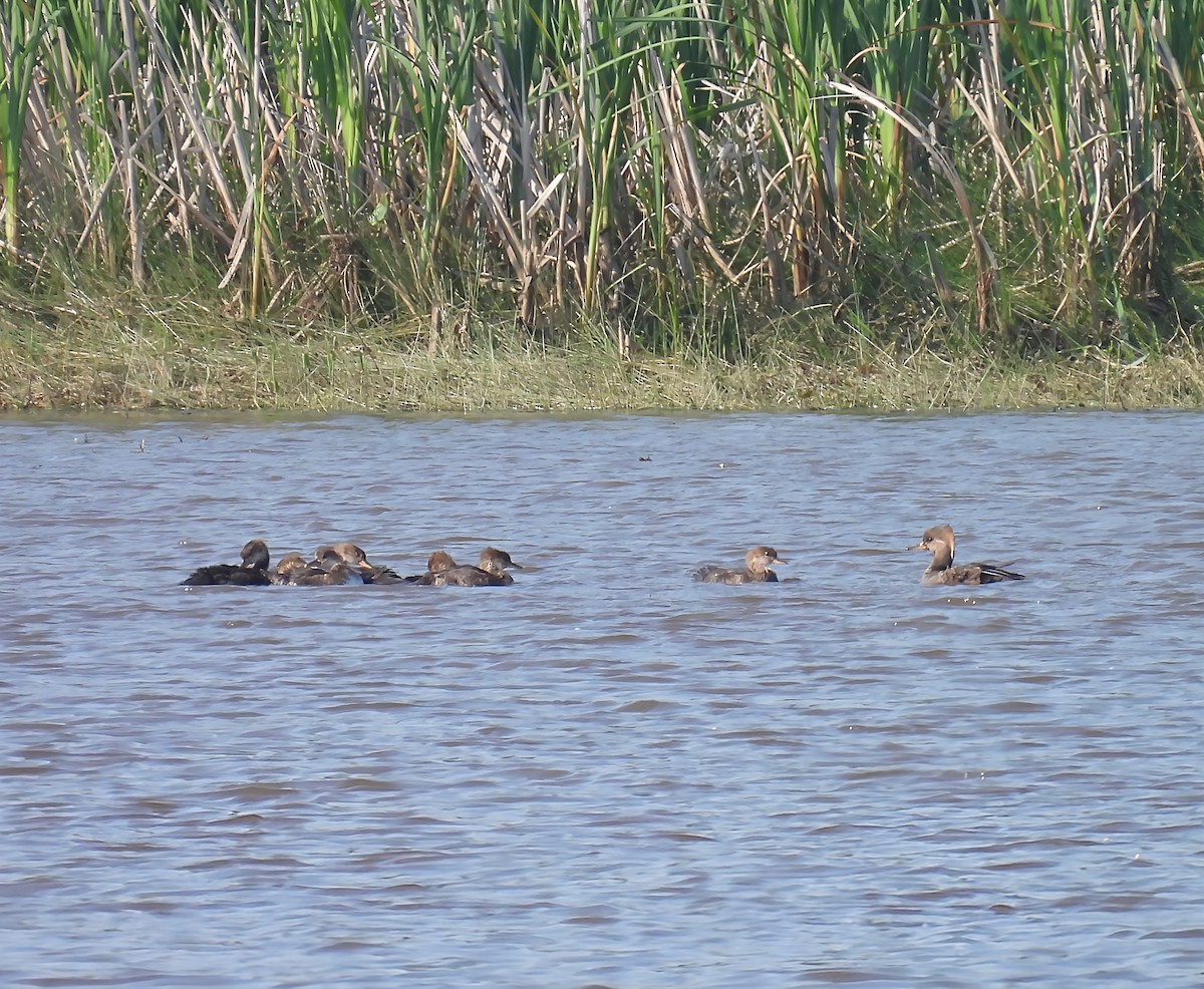 Hooded Merganser - ML637081061