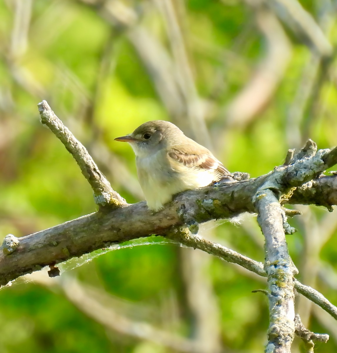 Willow Flycatcher - ML637081065