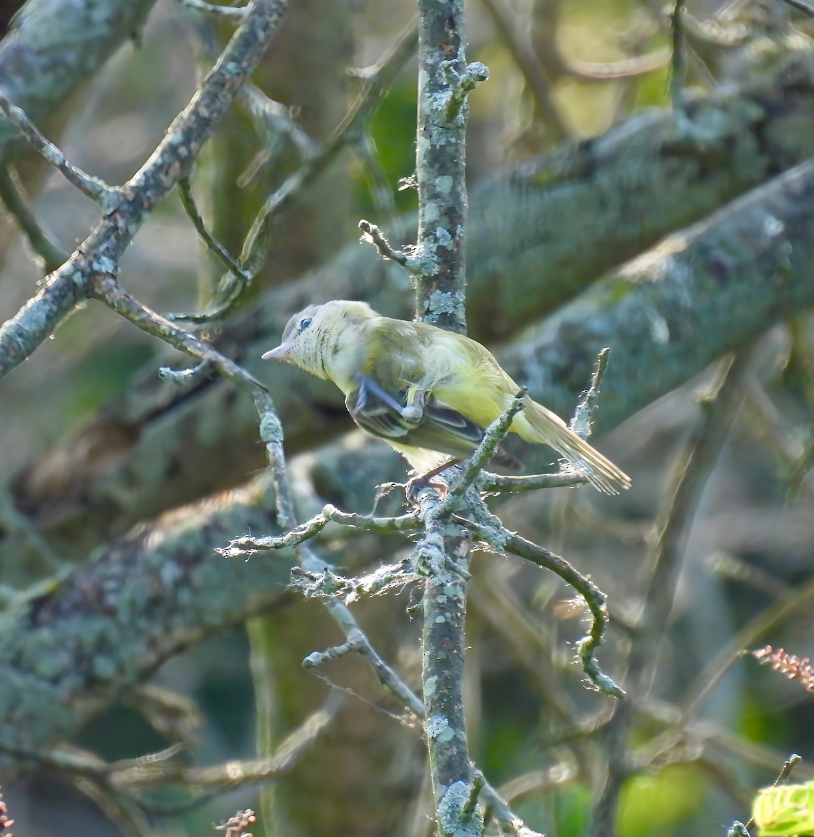 Bell's Vireo - ML637081074