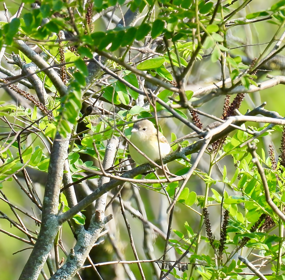 Bell's Vireo - ML637081075