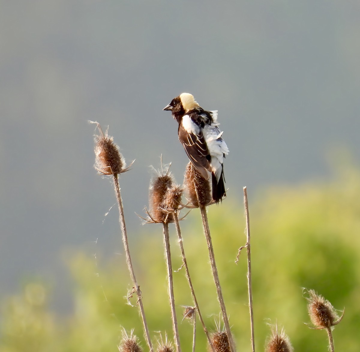 Bobolink - ML637081083