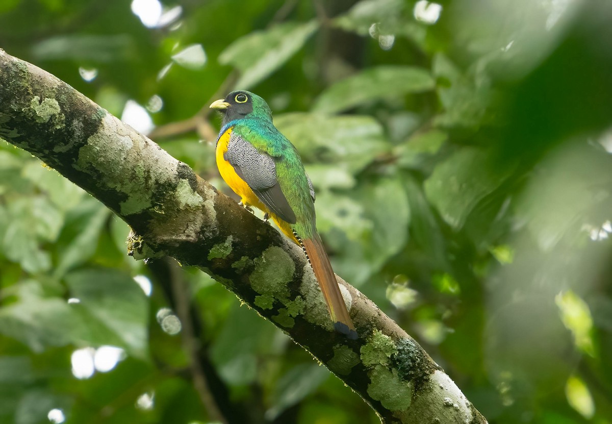 Amazonian Black-throated Trogon - ML637081152
