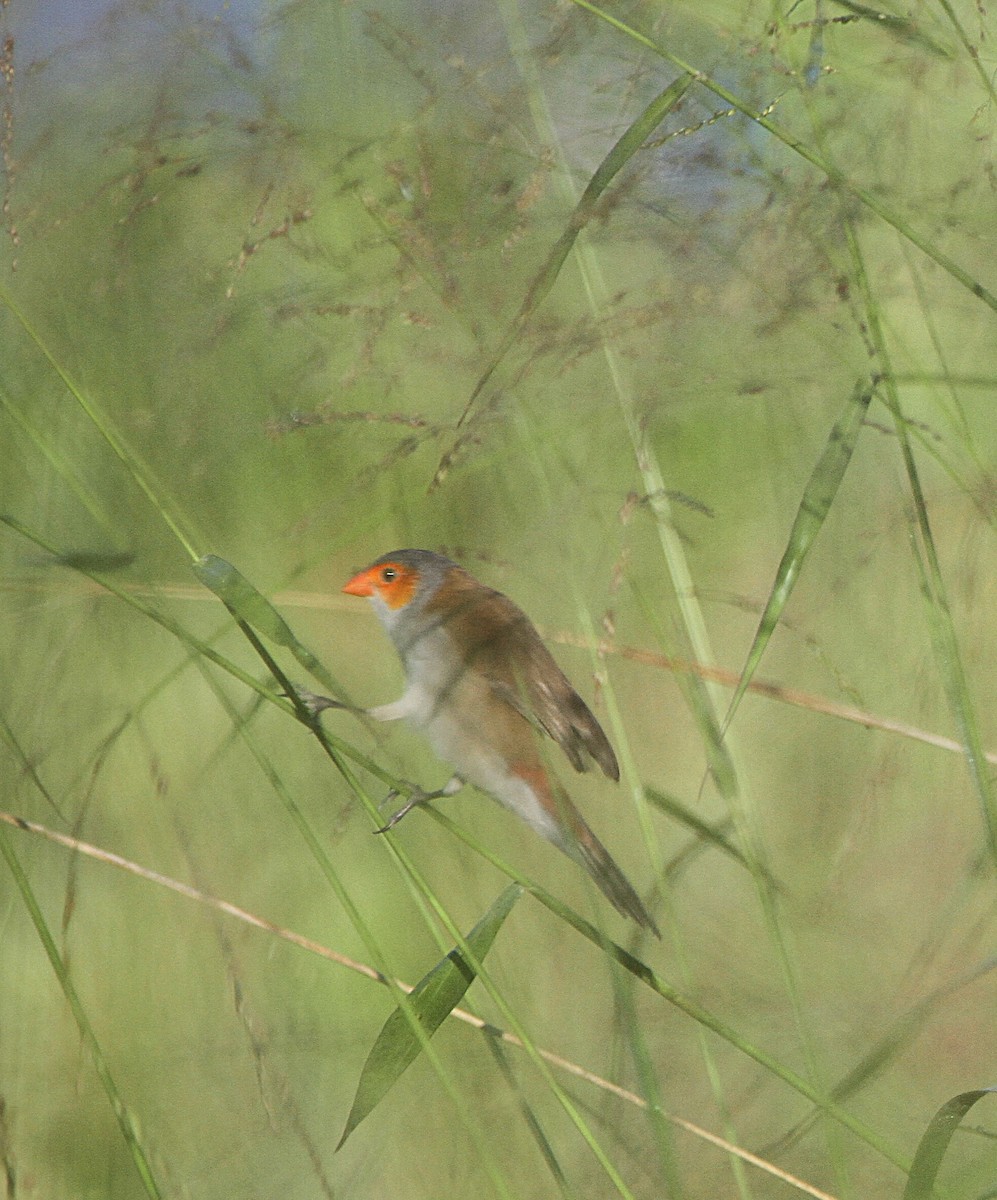 Orange-cheeked Waxbill - ML637081153