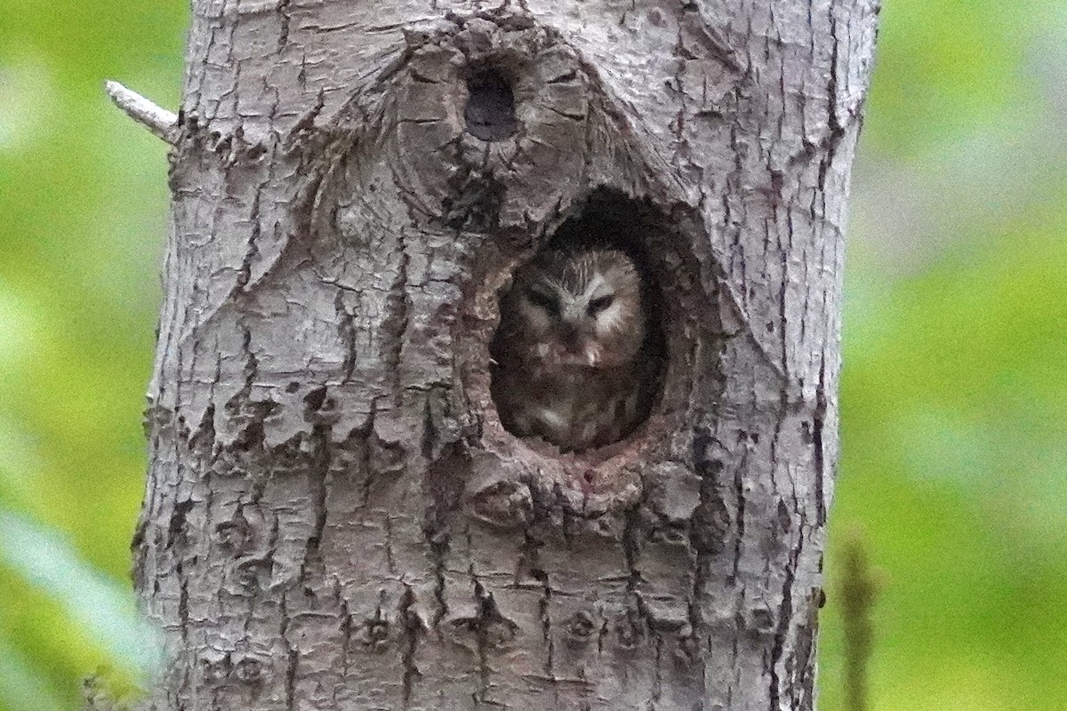 Northern Saw-whet Owl - ML637081167