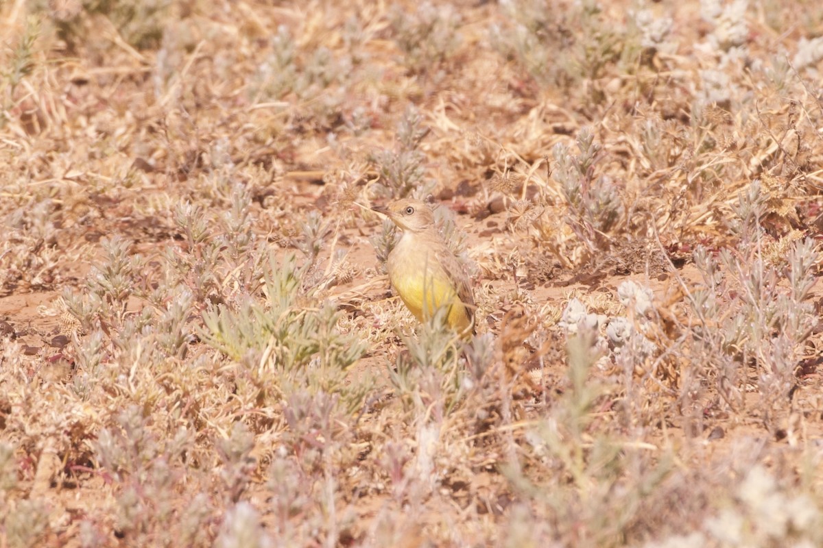 Gibberbird - ML637081232