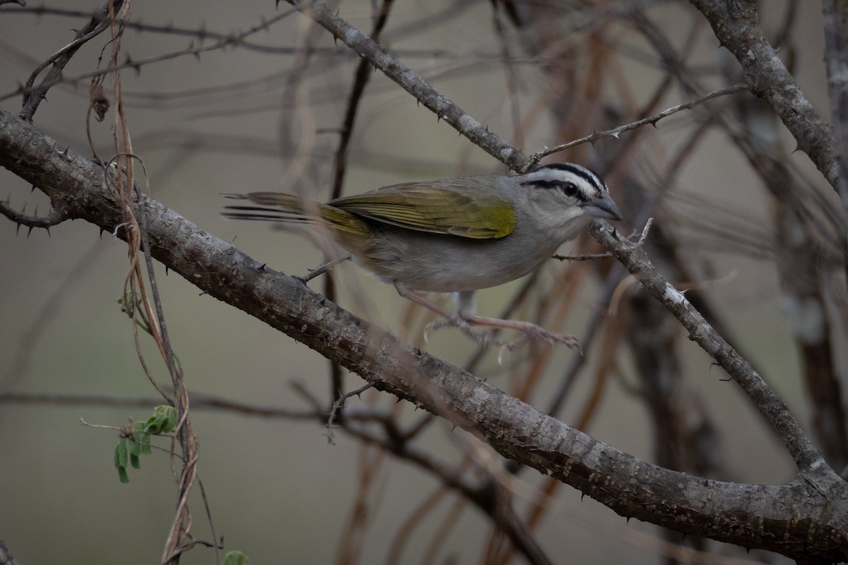 Tocuyo Sparrow - ML637081242