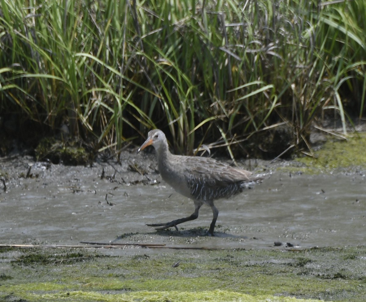 Clapper Rail - ML637081245