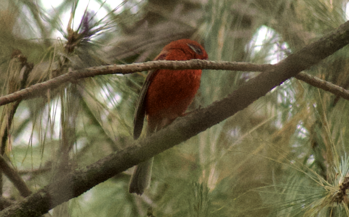 Red Warbler - ML637081246