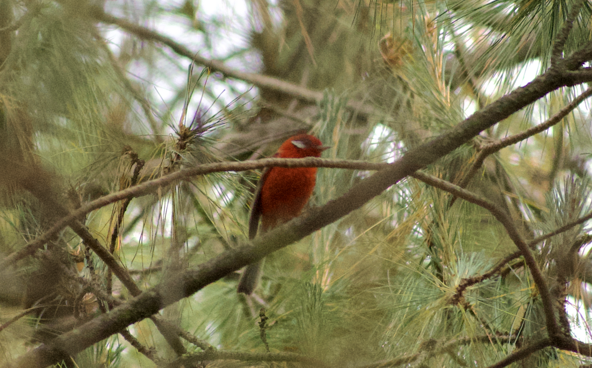 Red Warbler - ML637081258