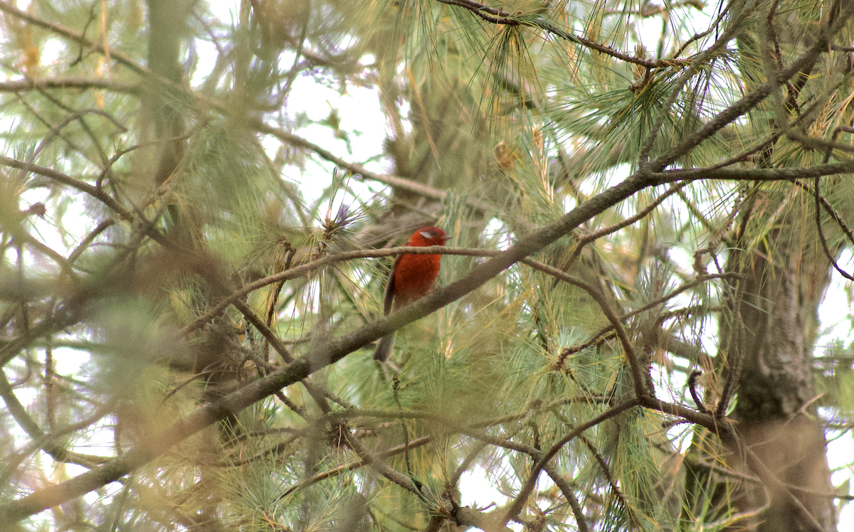 Red Warbler - ML637081259