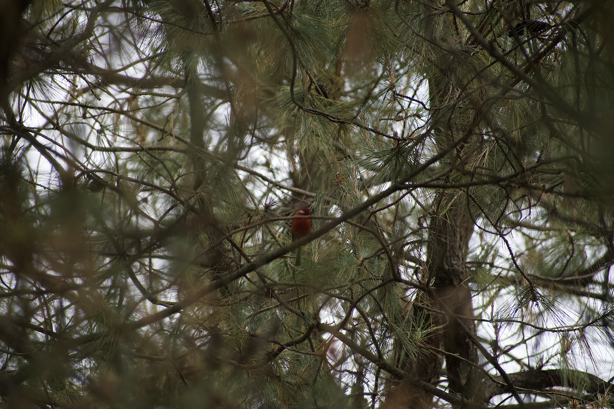 Red Warbler - ML637081266