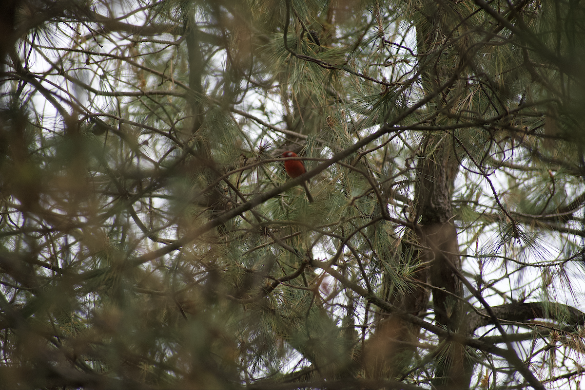 Red Warbler - ML637081267