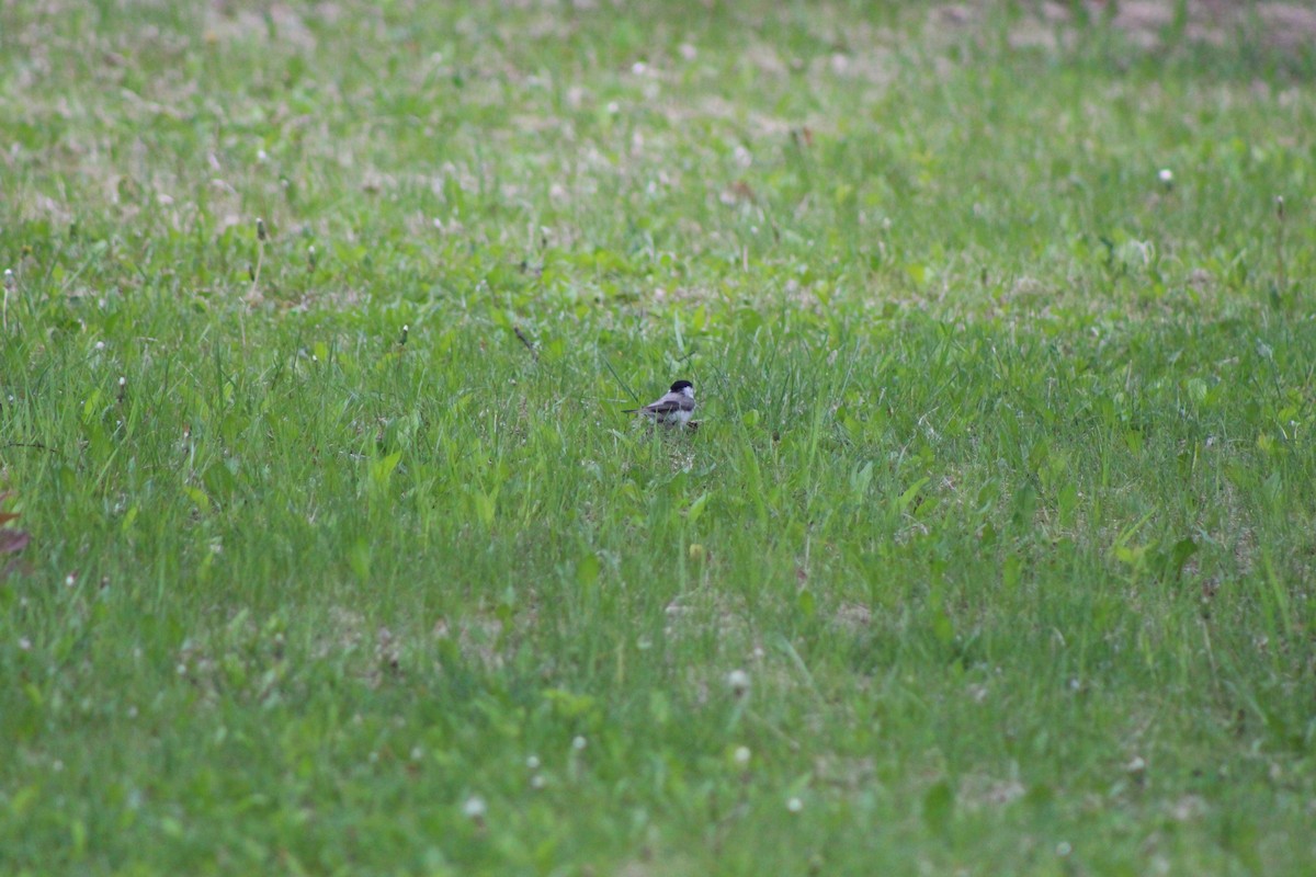 Marsh/Willow Tit - ML637081290