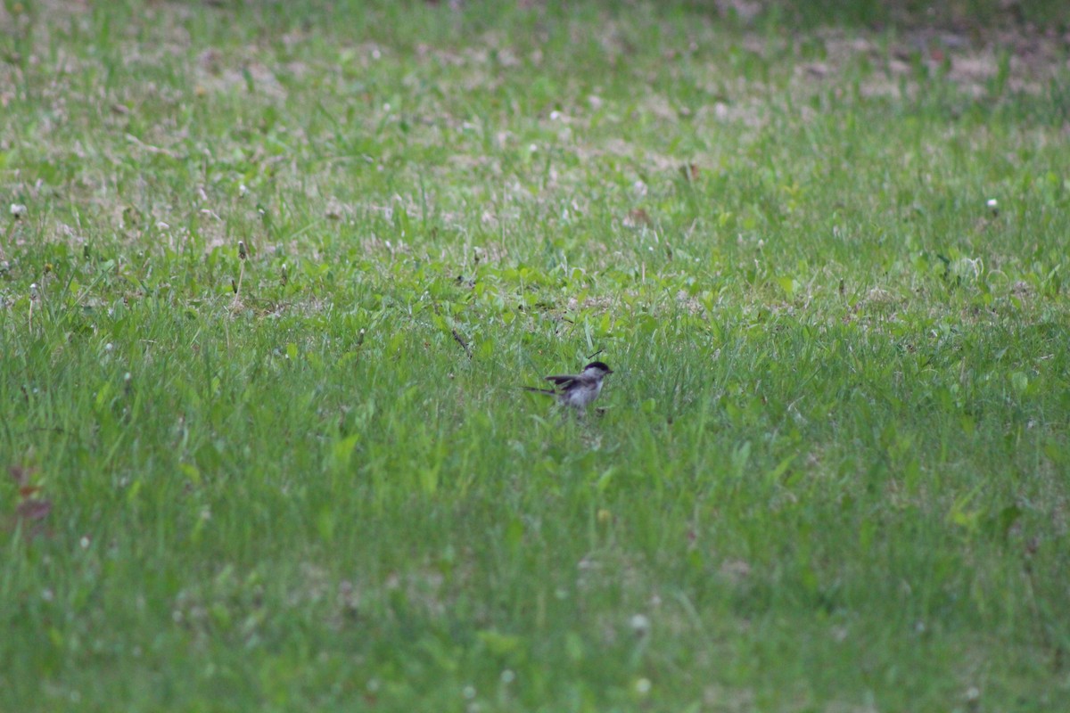 Marsh/Willow Tit - ML637081291