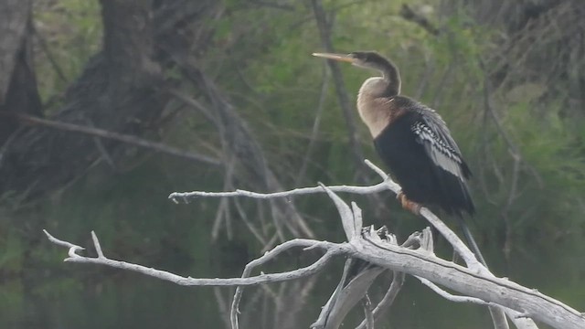Anhinga - ML637081330