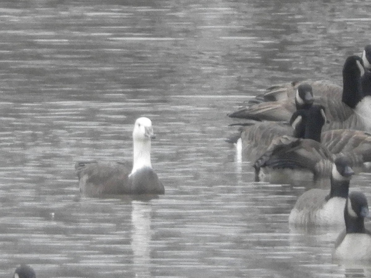 Snow x Canada Goose (hybrid) - ML637081442