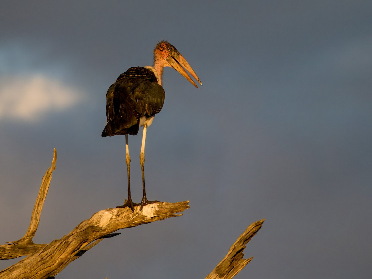 Marabou Stork - ML637081458