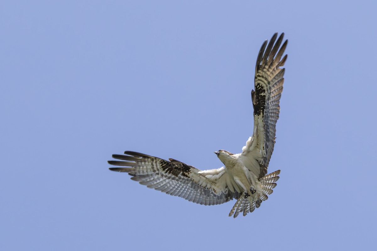Osprey - ML637081460