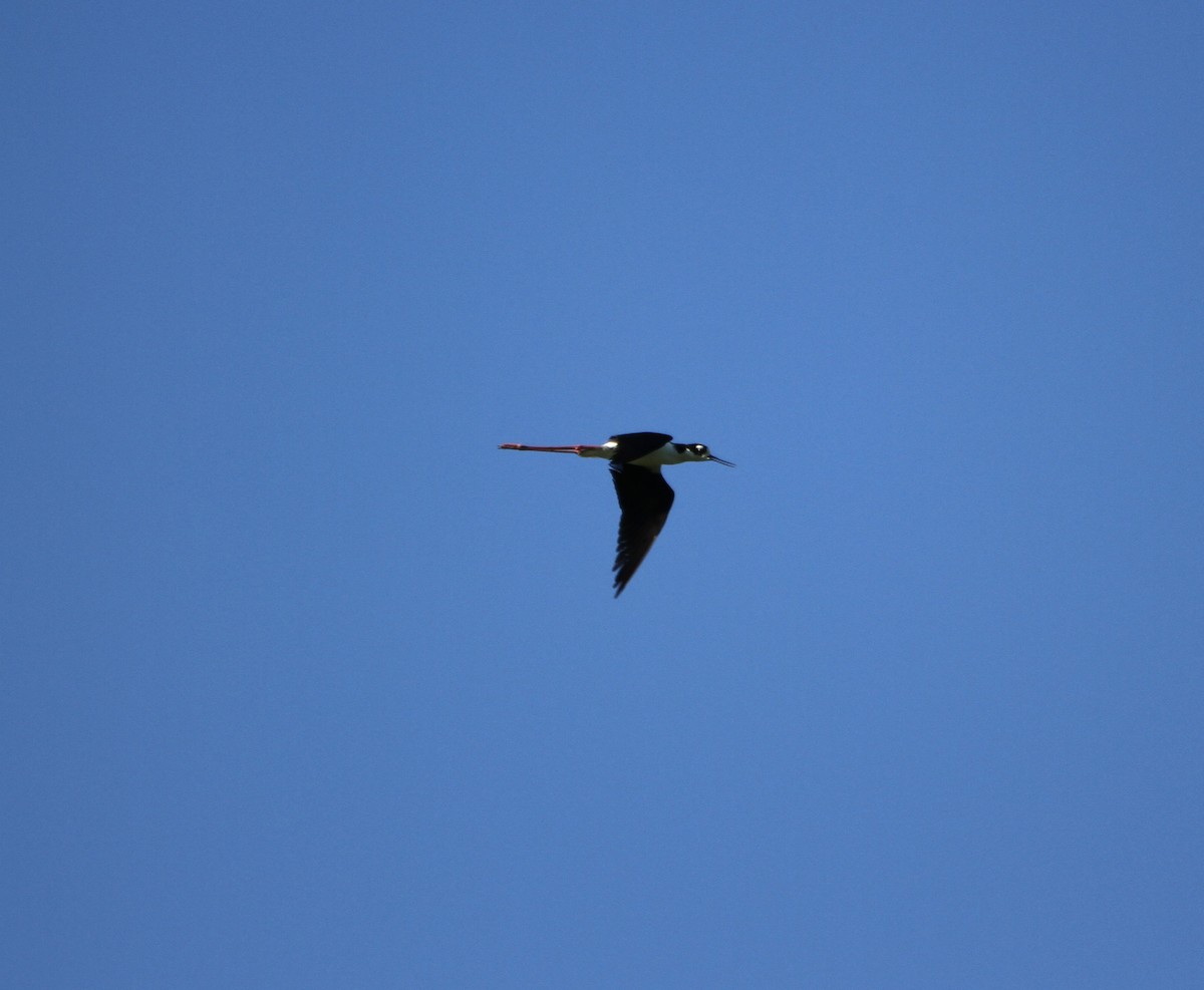 Black-necked Stilt - ML637081570