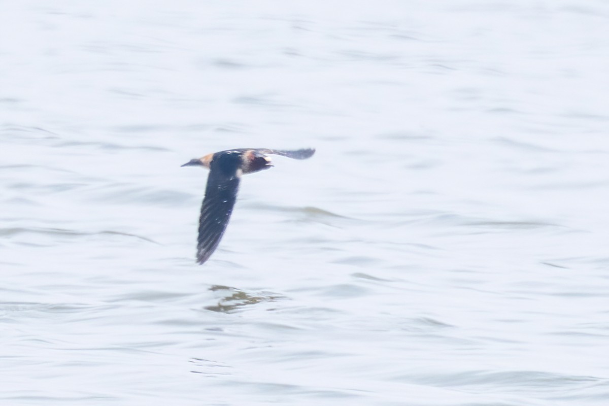 Cliff Swallow - ML637081580