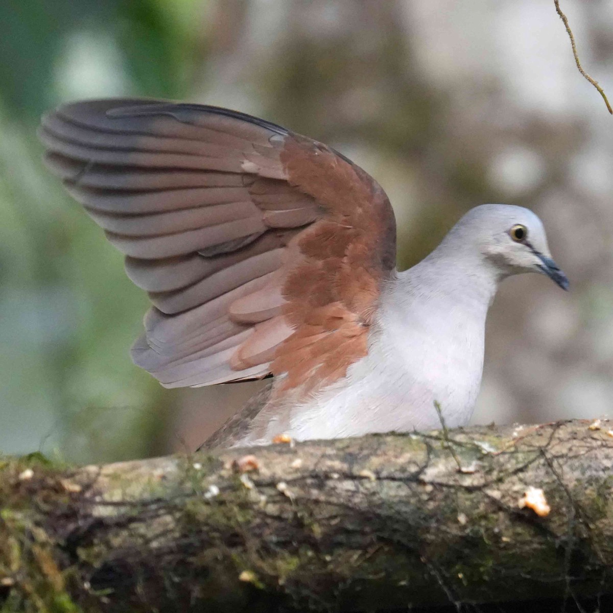 Pallid Dove - ML637081592