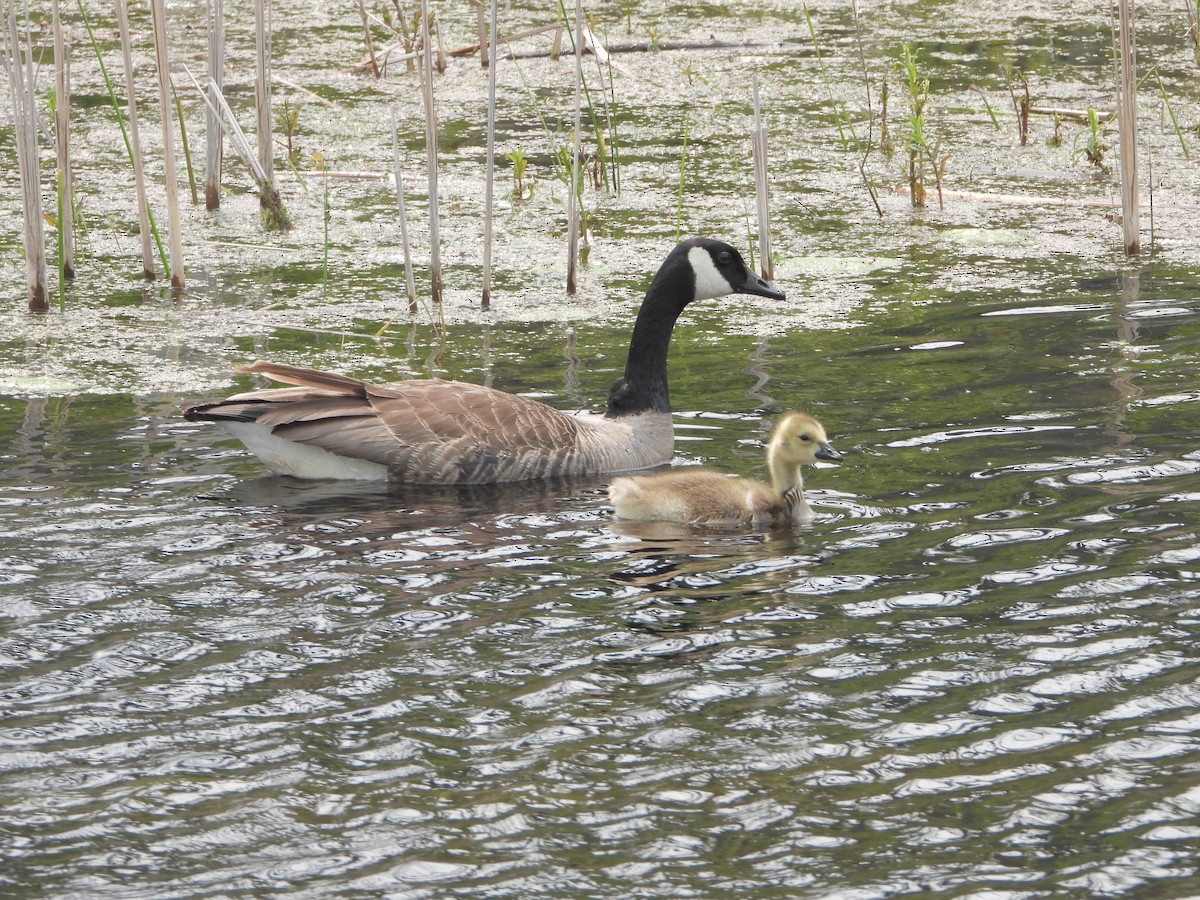 Canada Goose - ML637081605