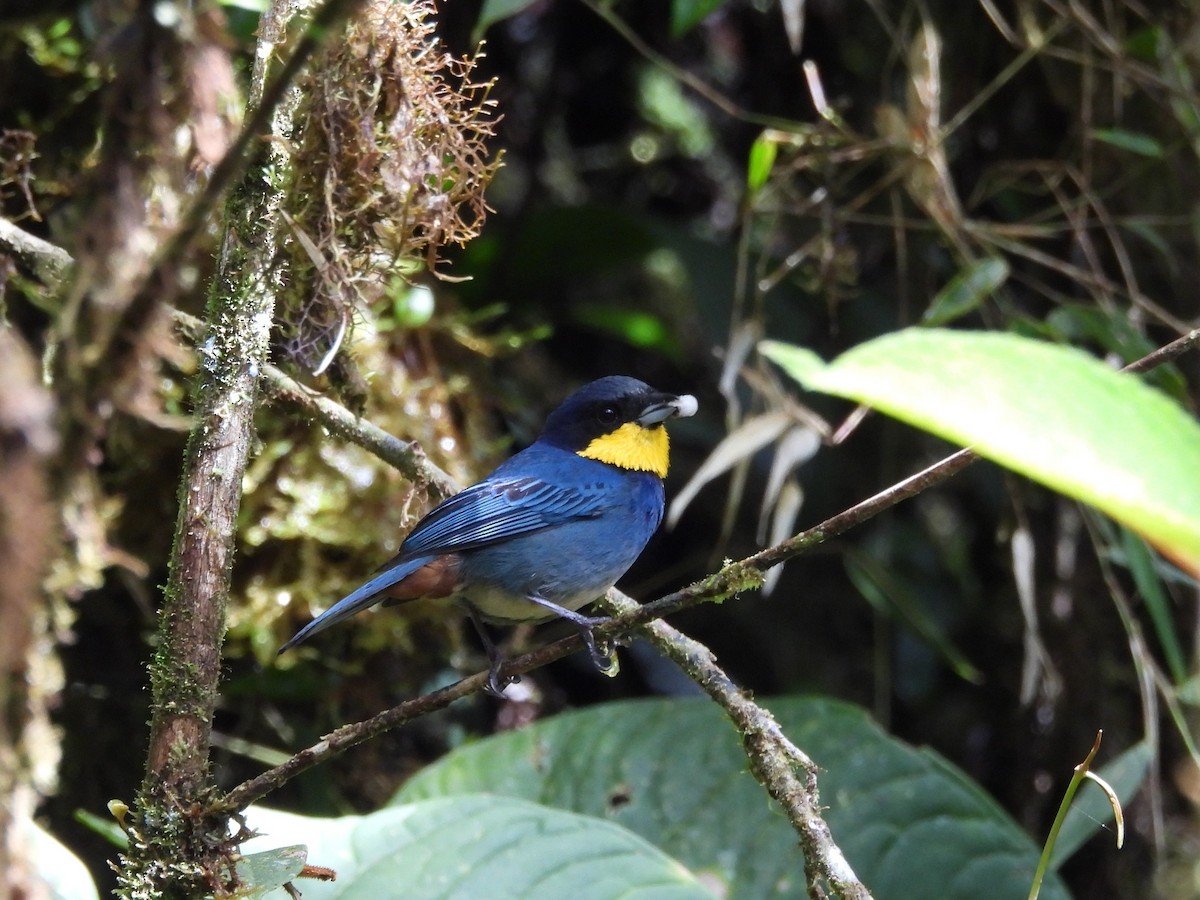Purplish-mantled Tanager - ML637081651