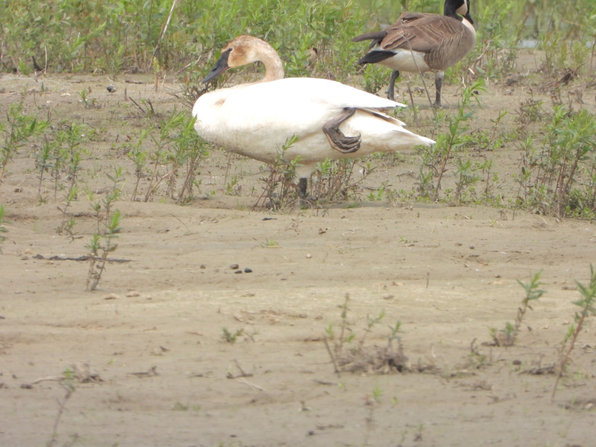 Cisne Trompetero - ML637081667