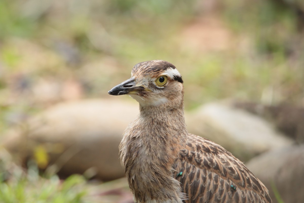 Double-striped Thick-knee - ML637081698