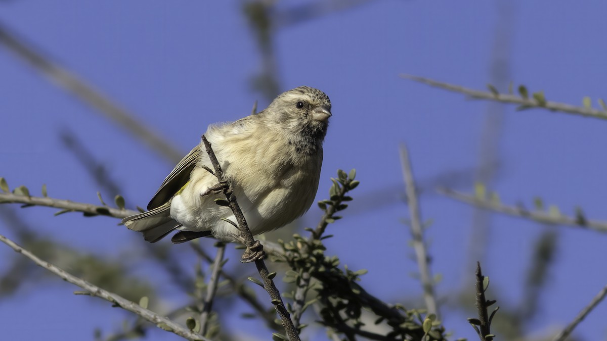 Black-throated Canary - ML637081914