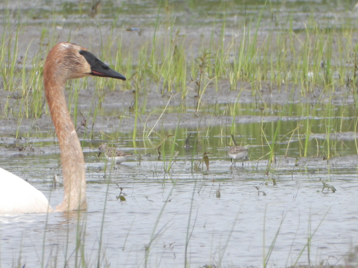 Cisne Trompetero - ML637081917