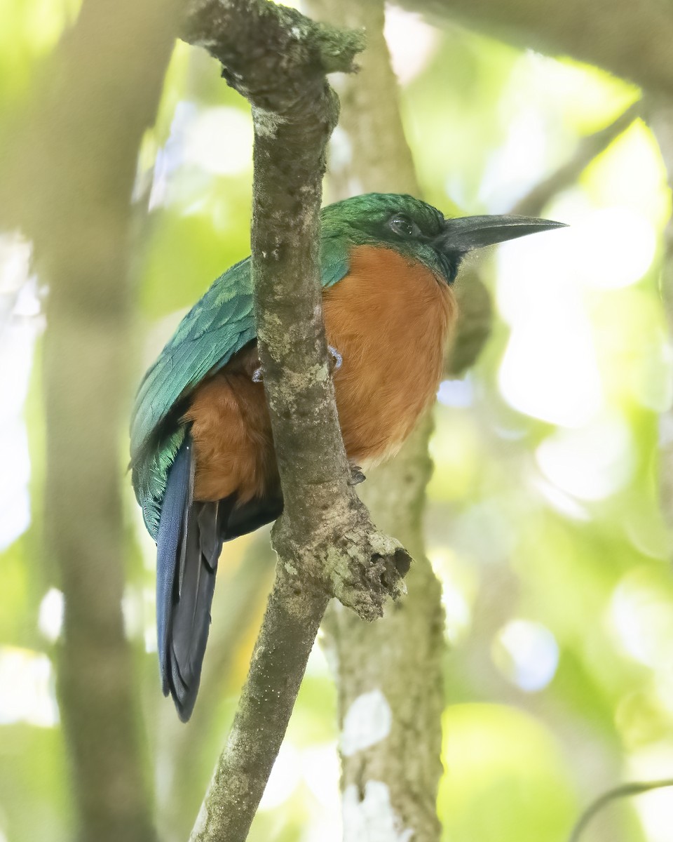 Great Jacamar - ML637081928