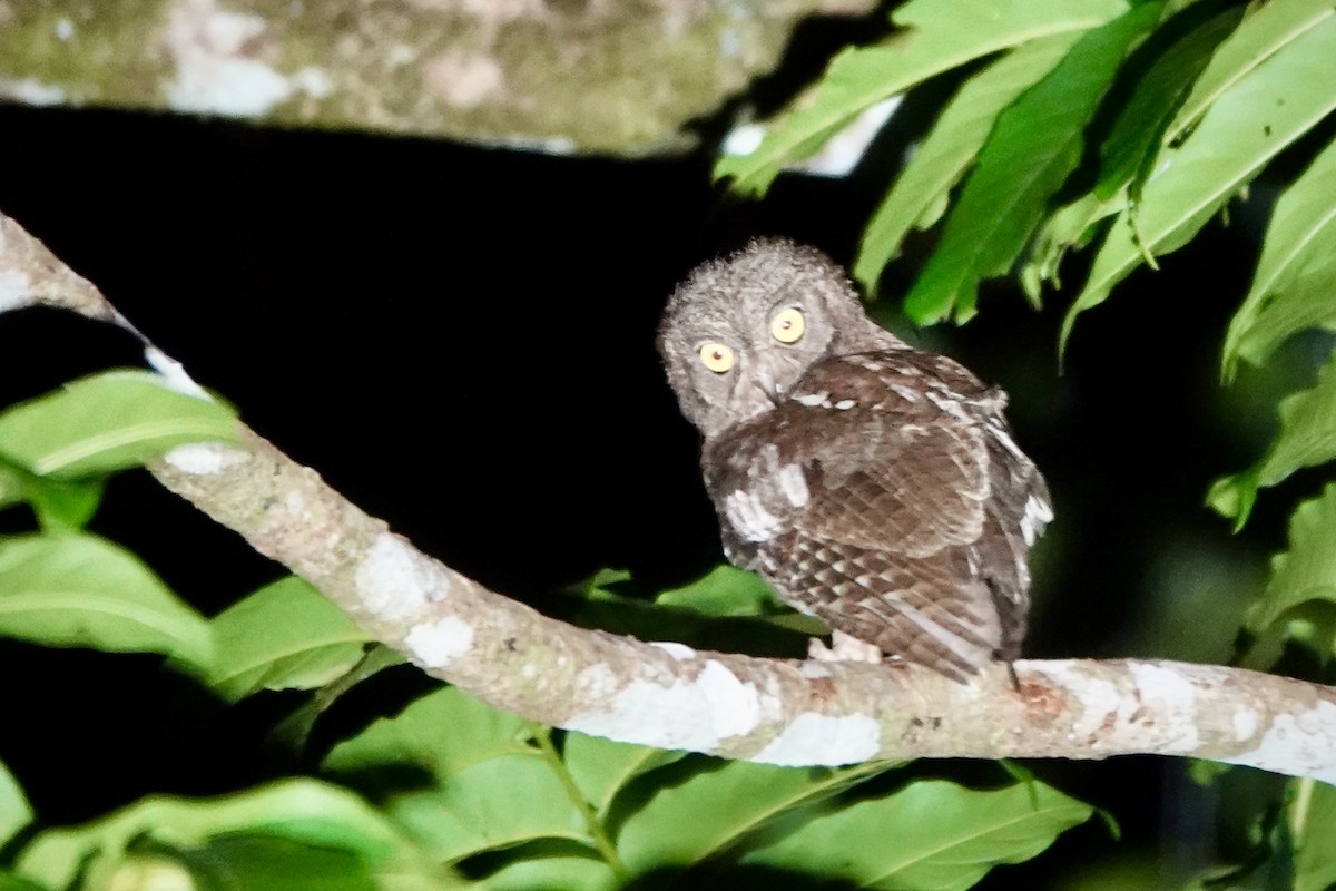 Nicobar Scops-Owl - ML637081932