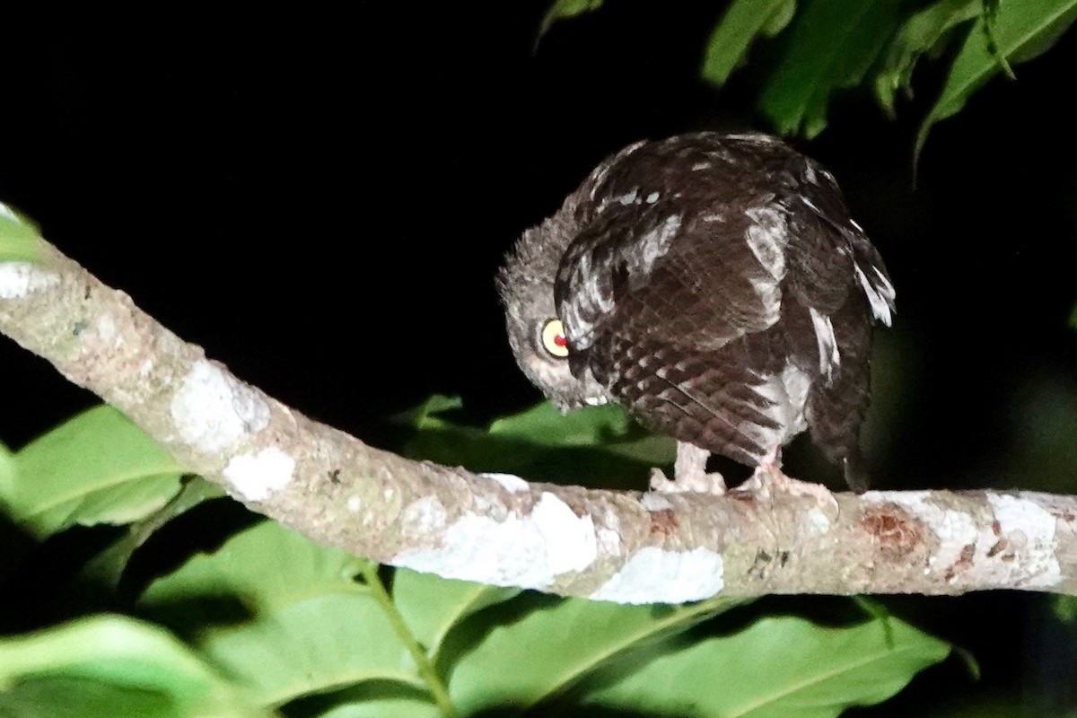 Nicobar Scops-Owl - ML637081933