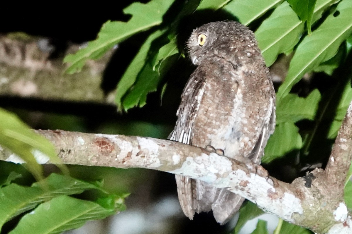 Nicobar Scops-Owl - ML637081935
