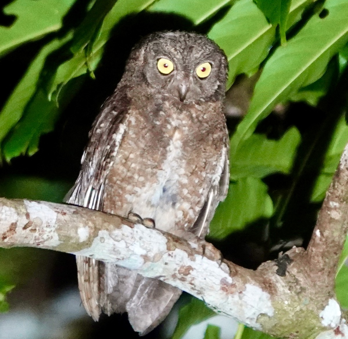 Nicobar Scops-Owl - ML637081937