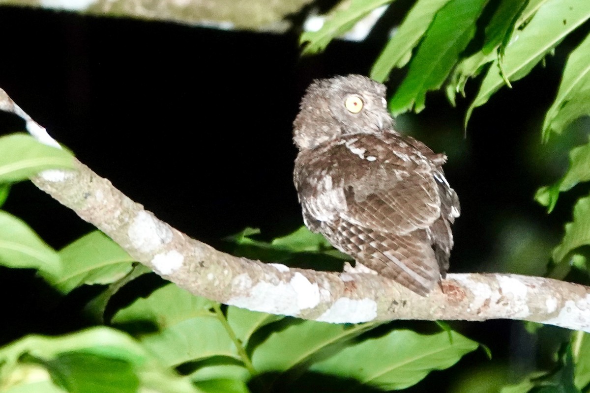 Nicobar Scops-Owl - ML637081941