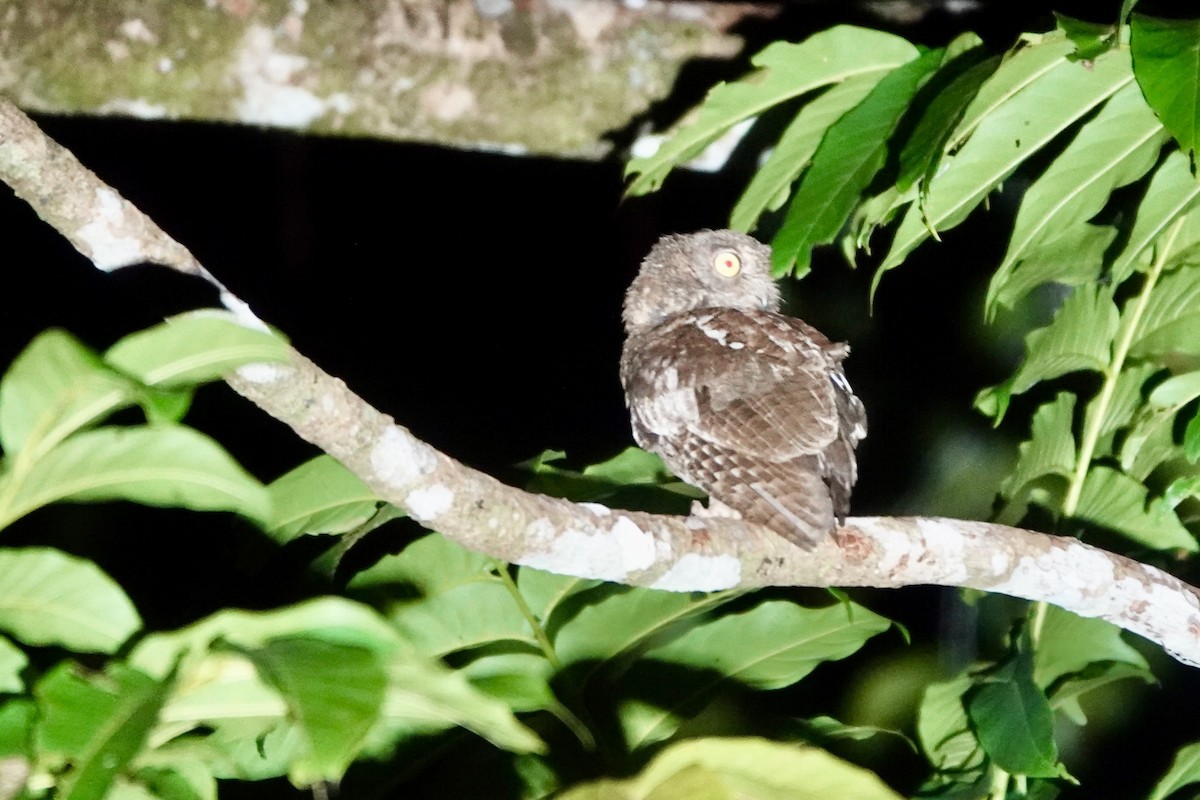 Nicobar Scops-Owl - ML637081942