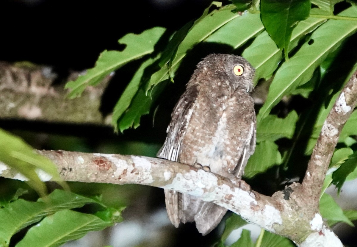 Nicobar Scops-Owl - ML637081943