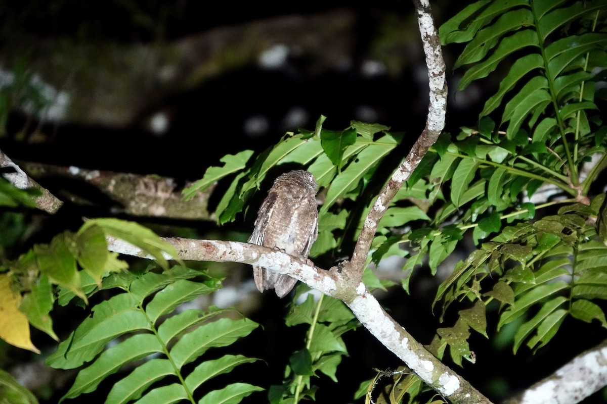 Nicobar Scops-Owl - ML637081944