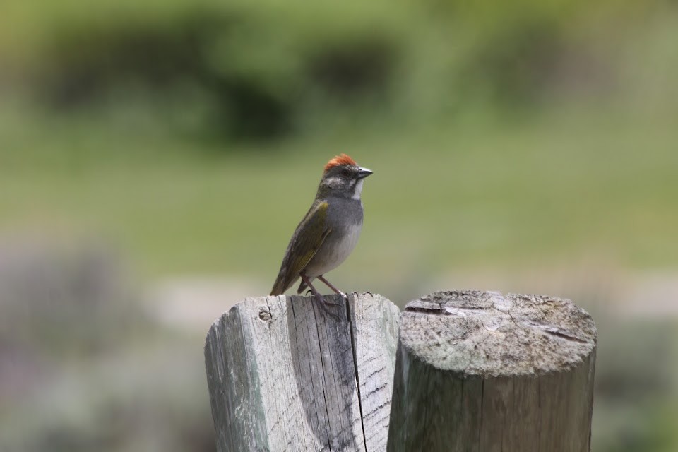 Green-tailed Towhee - ML637081989