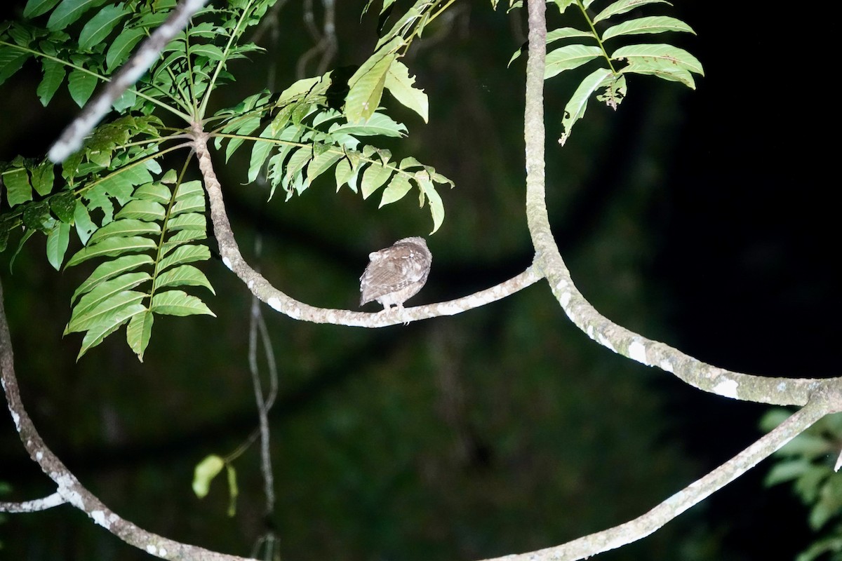 Nicobar Scops-Owl - ML637082019
