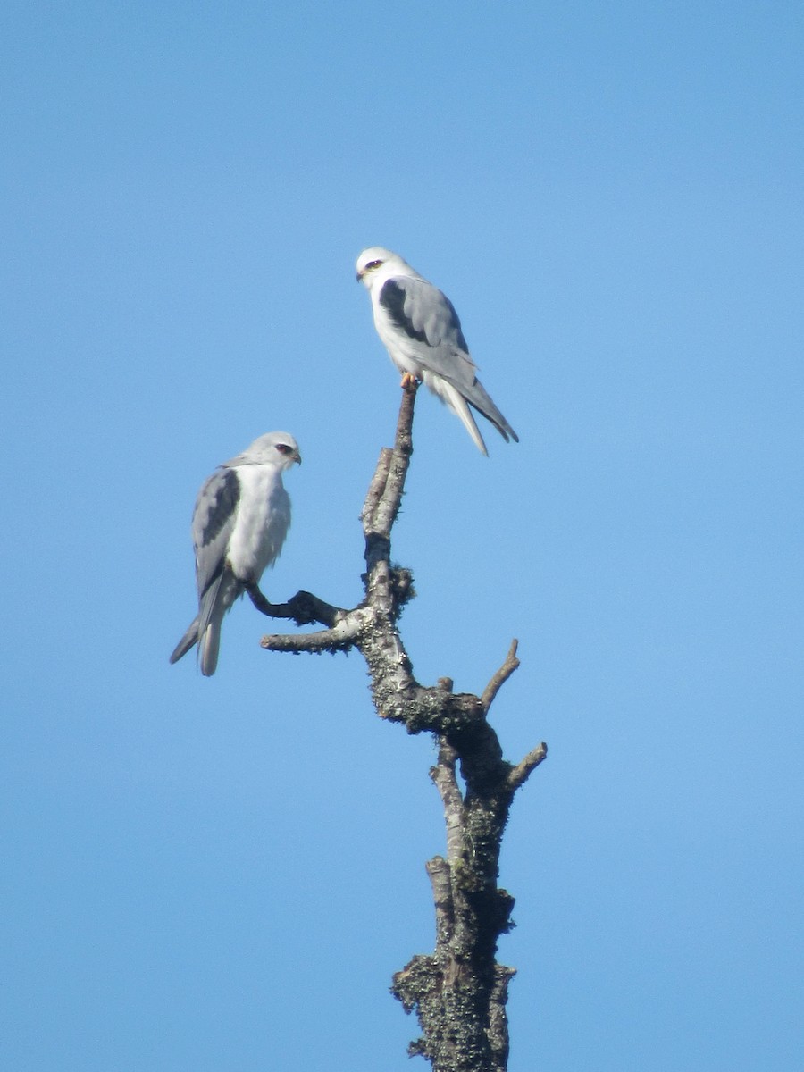 White-tailed Kite - ML637082035