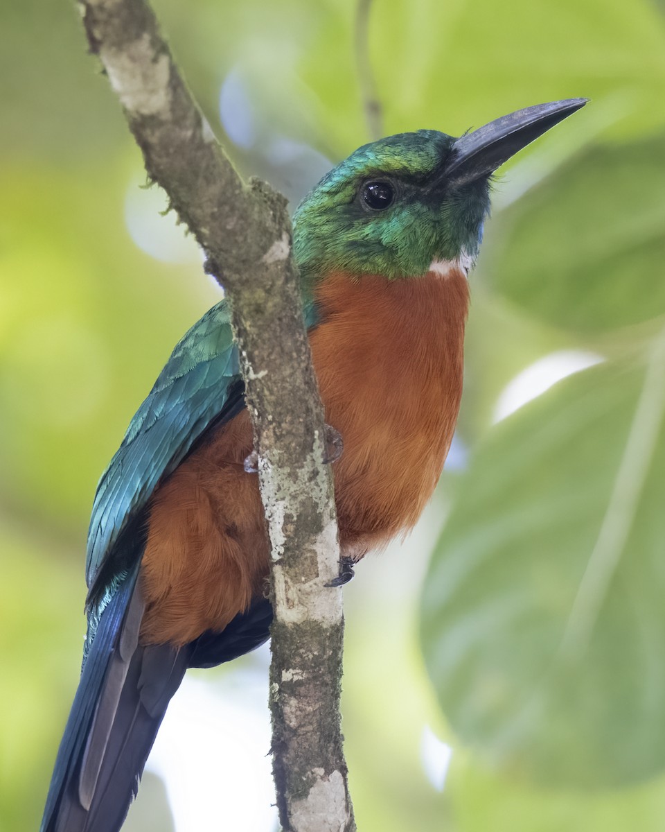 Great Jacamar - ML637082069