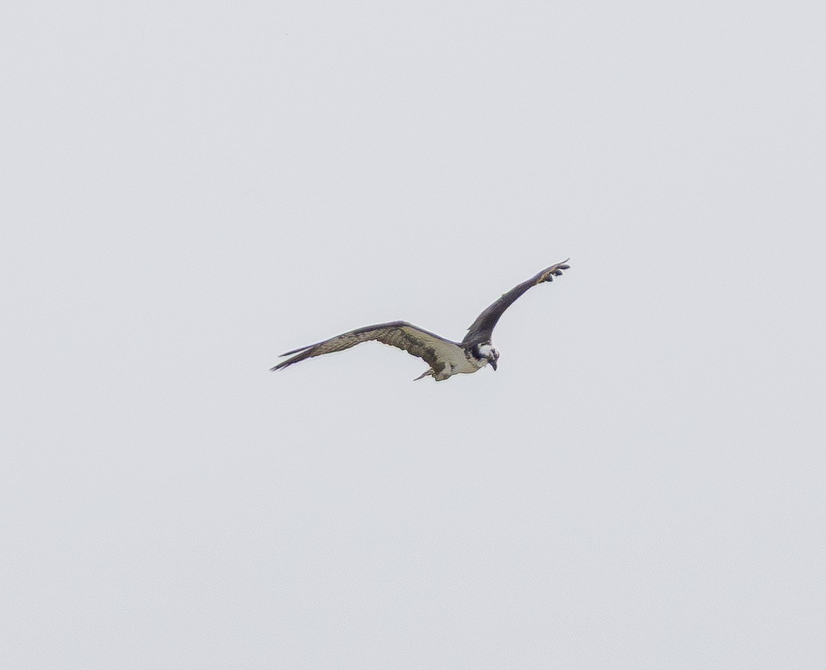 fiskeørn - ML637082082