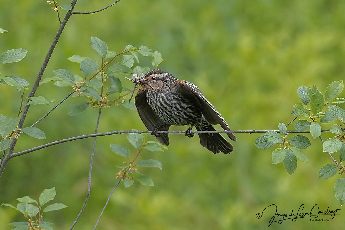 Red-winged Blackbird - ML637082086