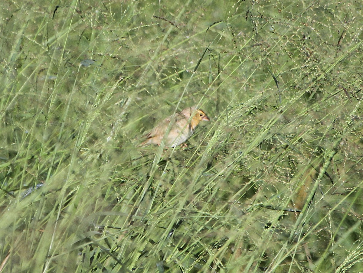 Northern Red Bishop - ML637082090