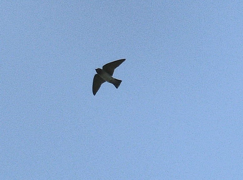 Cliff Swallow - ML637082095