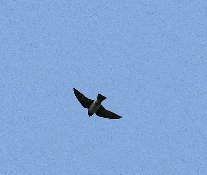 Cliff Swallow - ML637082096