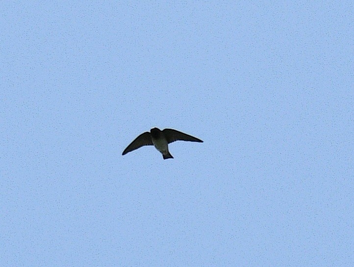 Cliff Swallow - ML637082097
